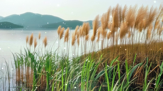 8K洞庭湖畔芦苇荡城市宽屏活动动态粒