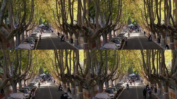 航拍陕西西安交通大学深秋金色梧桐节现场