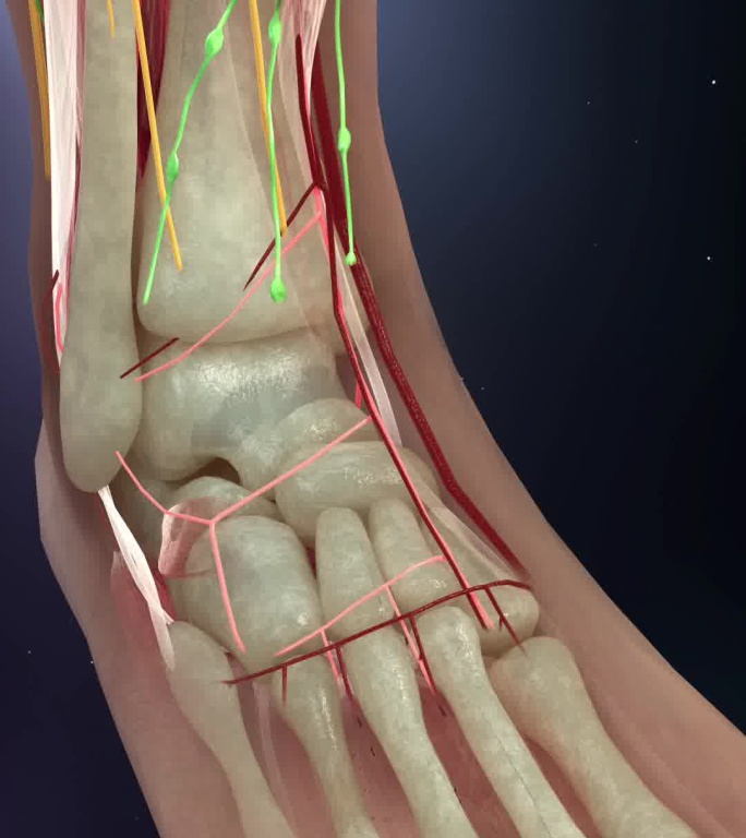 【原创】人体足部生长血管神经淋巴肌肉竖屏