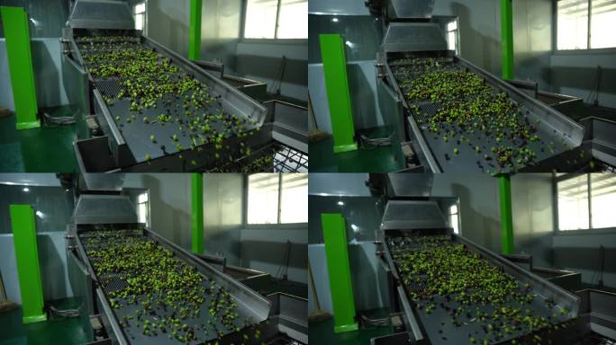 橄榄  工厂  加工  橄榄油   车间