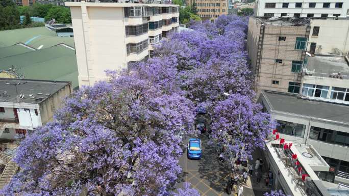 昆明蓝花楹