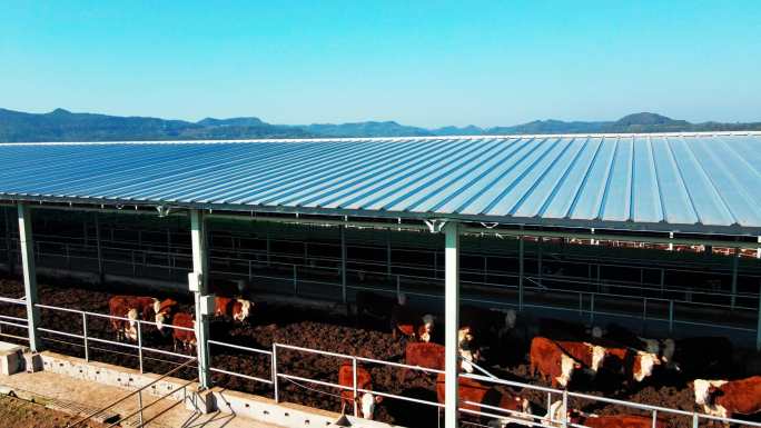 牛场农牧乡村振兴宣传片