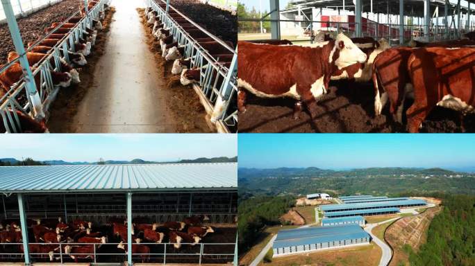 牛场农牧乡村振兴宣传片