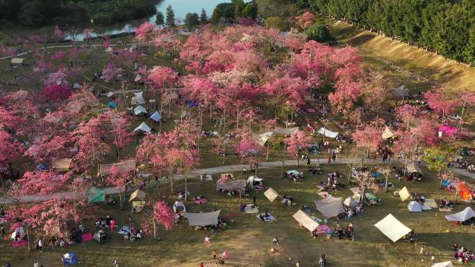 航拍广州从化风云岭坪地公园异木棉花海