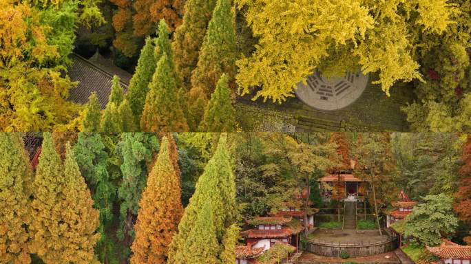 都江堰灵岩寺  彩林   银杏  秋冬