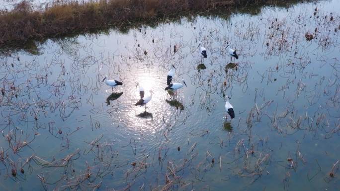 航拍黄河入海口湿地的东方白鹳