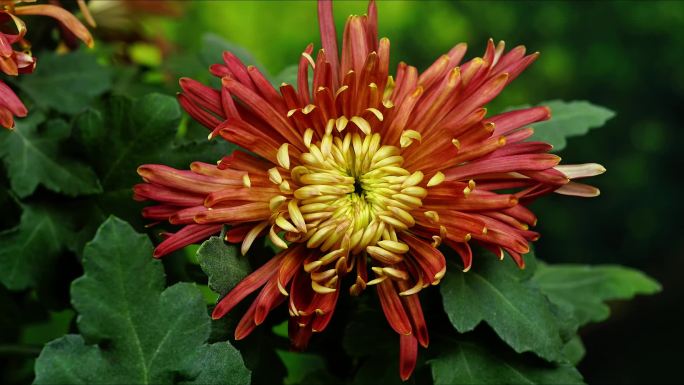 菊花延时摄影 特写