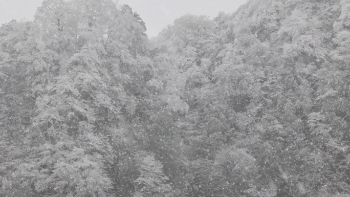 大雪纷飞雪景雪淞高山严寒冬季冬天