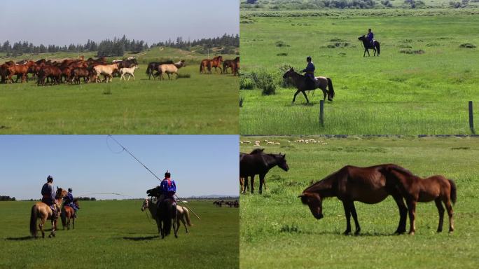 草原放牧 套马
