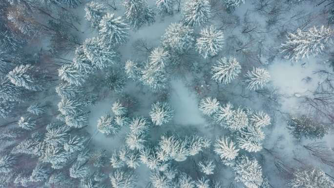 4K 大雪雪乡林海雪原大景