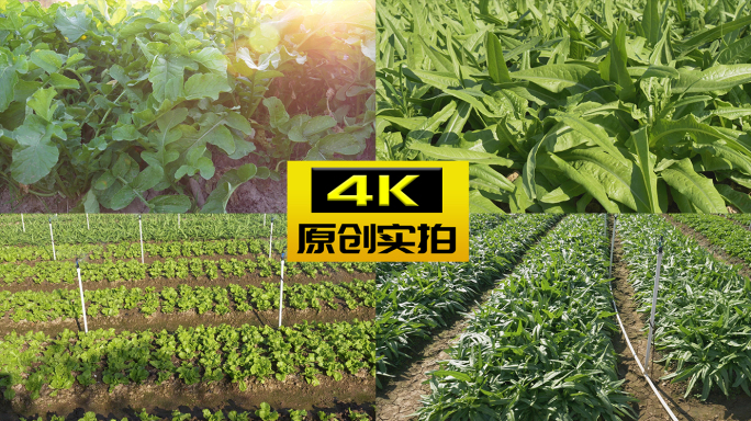 蔬菜菜地种植喷淋浇水