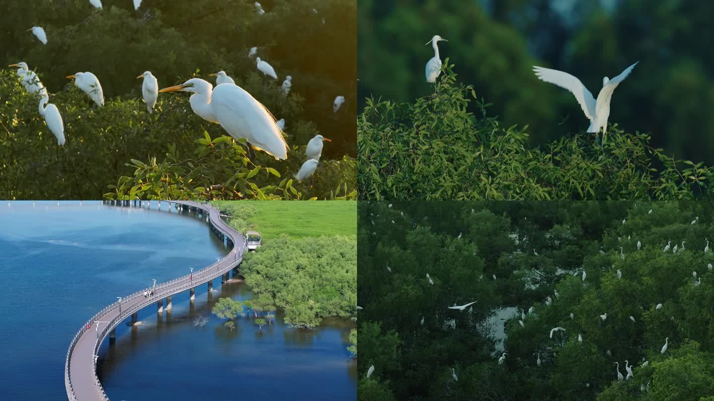 生态红树林湿地超大白鹭群