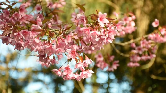 樱花绽放似春归 严寒时节暖意浓