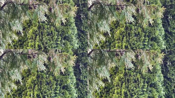 花园中柏树背景下的倾盆大雨。绿色自然背景。