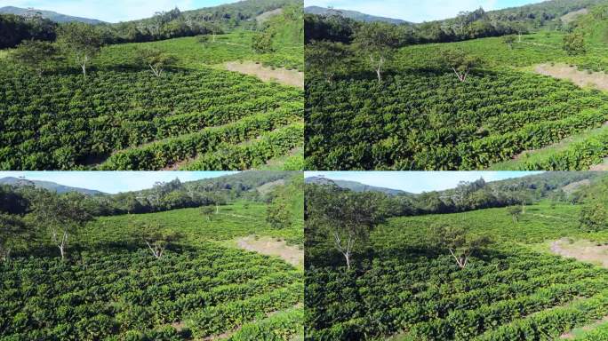 慢速无人机飞越多米尼加共和国Ocoa的葡萄柚农场种植园，阳光明媚的日子。十月的绿色异域风光。
