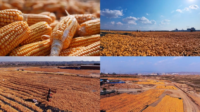 4k晒玉米玉米航拍