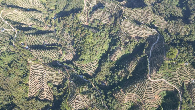 赣南脐橙  万亩果园种植基地