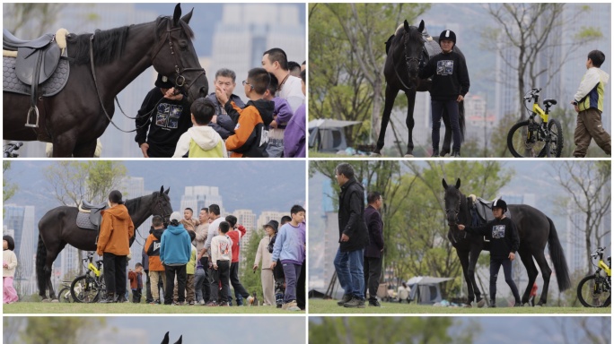 实拍在公园散步被人围观的马