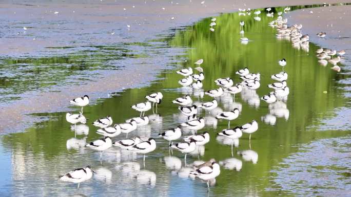 4k深圳福田区红树林宣传片