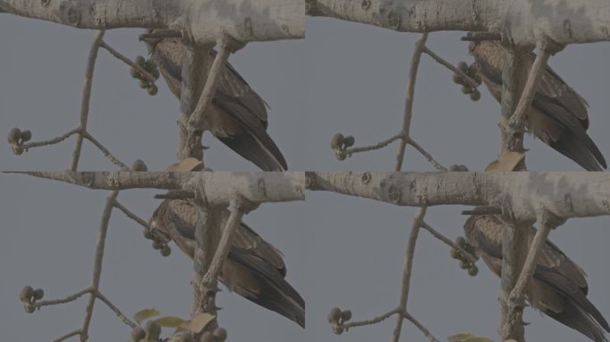 黑鸢 - Milvus migrans - 栖息在树枝上。印度德里