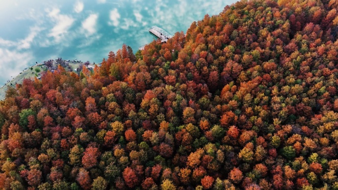 秋天的味道 深秋初冬水杉林