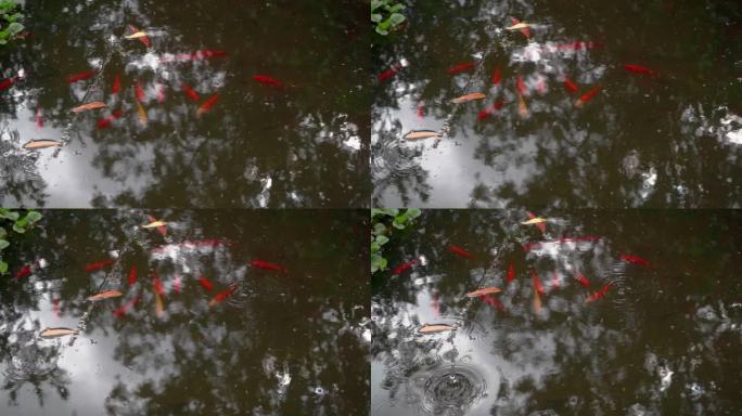 自然池塘中的橙色鱼