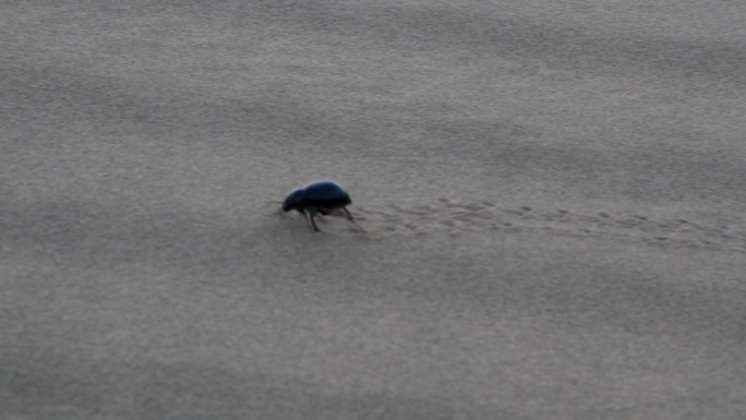 黑色甲虫（Blaps gigas）在沙滩上游荡。