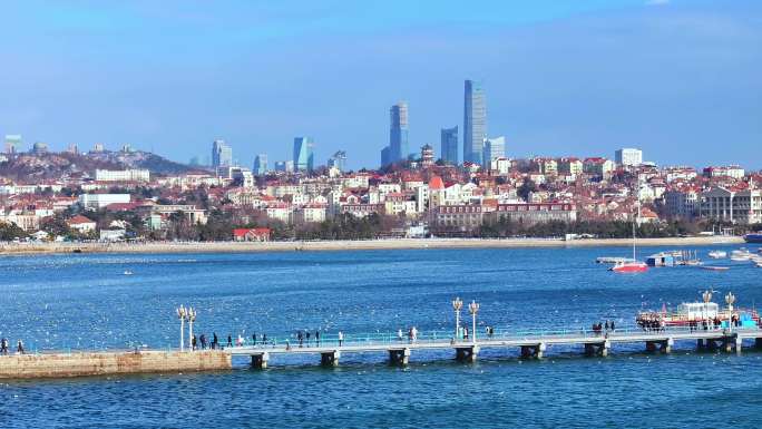 青岛栈桥海鸥