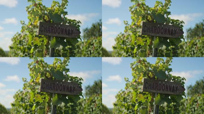 霞多丽葡萄种植园。指向绿色葡萄园的方向标。