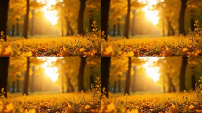 秋天森林树林合白桦林枫树杉树原始金色金黄