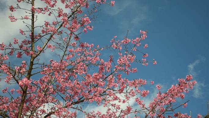 樱花绽放似春归 严寒时节暖意浓