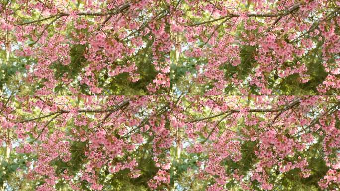 樱花绽放似春归 严寒时节暖意浓