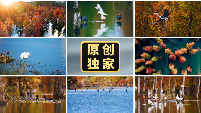 鸟候鸟飞鸟森林湿地自然生态环境绿色水杉林