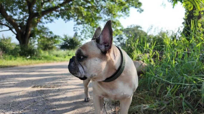 法国斗牛犬站在乡村的道路上。