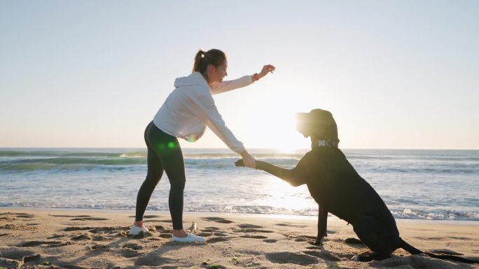 女人在沙滩日出时与大丹犬握手，给它指令让它伸出爪子，展现信任与陪伴。海浪和升起的太阳营造出温暖宁静的