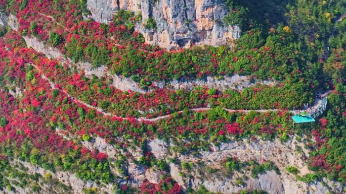 长江三峡巫峡红叶