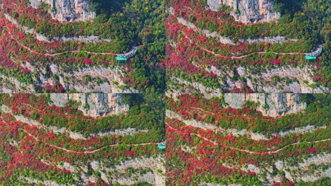 长江三峡巫峡红叶