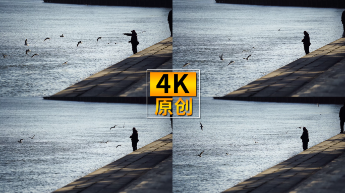 喂海鸥的老头 候鸟 人与自然 唯美治愈