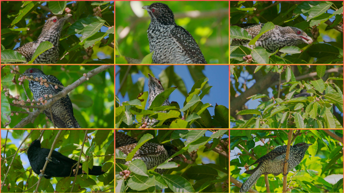 户外自然生态，野生鸟类噪鹃觅食镜头合集