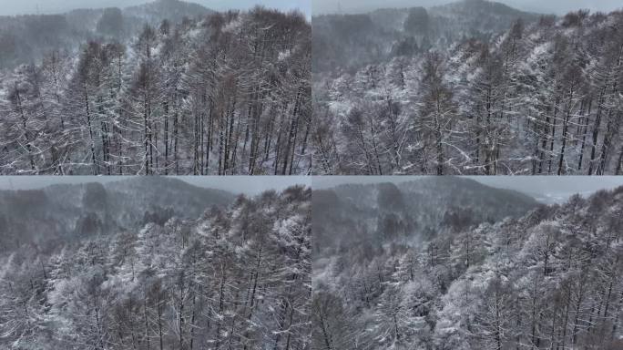 航拍东北下暴雪林海雪原威虎山