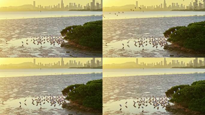 深圳湾公园候鸟海鸥红树林日落2024航拍