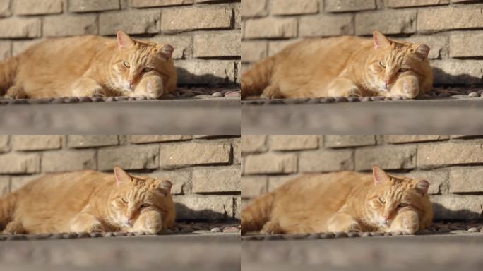 橘猫猫咪小猫在阳光下晒太阳休息