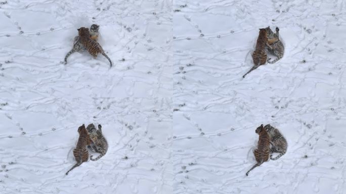 冬天下雪时候的野生东北虎