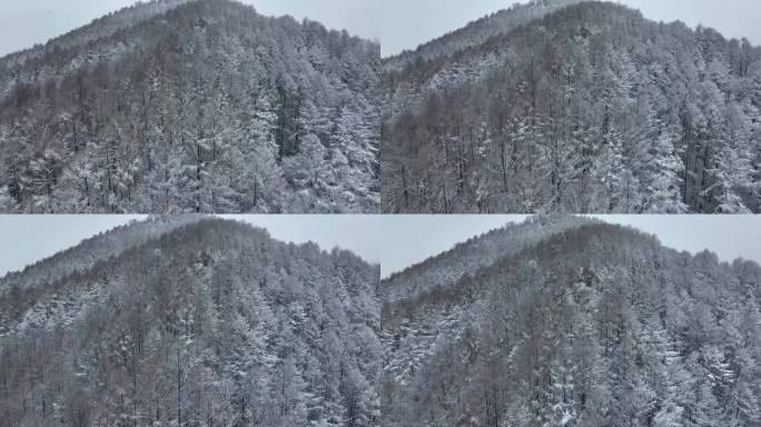 航拍东北下暴雪林海雪原威虎山