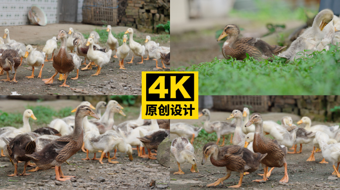 鸭子 牙群 绿草地鸭鸭 709