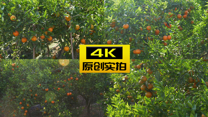 橘子园桔子林橘子成熟