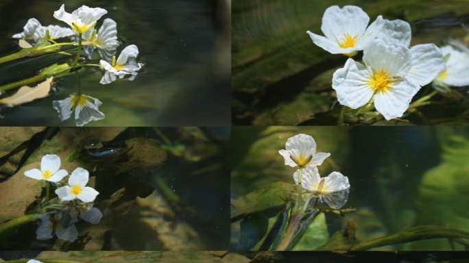 海菜花水性杨花水生植物