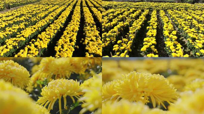 【4K】金丝皇菊种植基地菊花