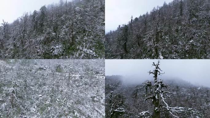 冬天的原始森林雪景航拍山林树木