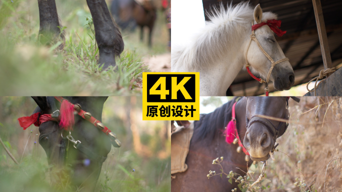 货物运输马匹 709